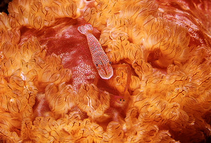 Shrimp.jpg (52k) May be slow...