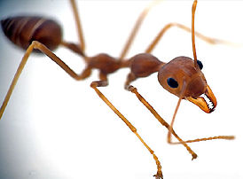 ant in high magnification