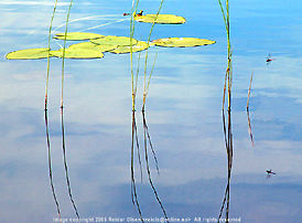 Lotus Pond 