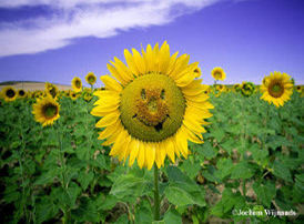 Smiling Sunflower.jpg