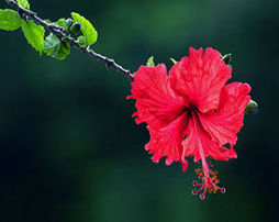 hibiscus.jpg