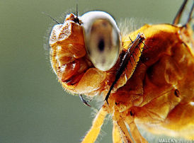 macro shot.jpg