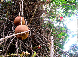 Canon ball fruits