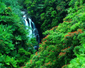 Lost Rain forest.jpg