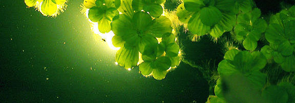 H20 Plants.jpg (38k) Loading..........