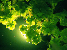 H20 Plants.jpg