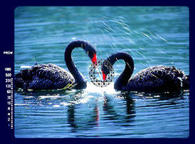 Swan.jpg (13k) Loading..