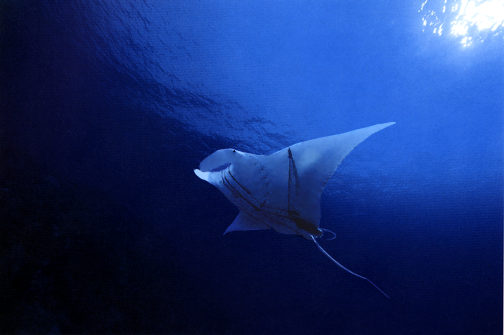 Stingray.jpg (15k) Loading....