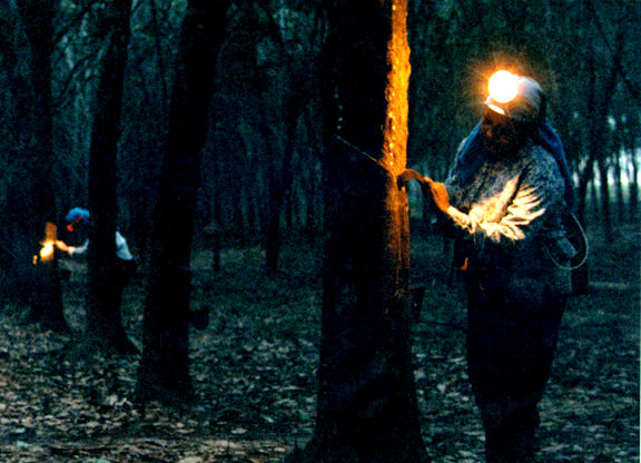Rubber tapper at work at dawn hours...
