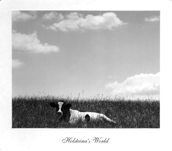 Cow in B/W.jpg (30k) Loading....