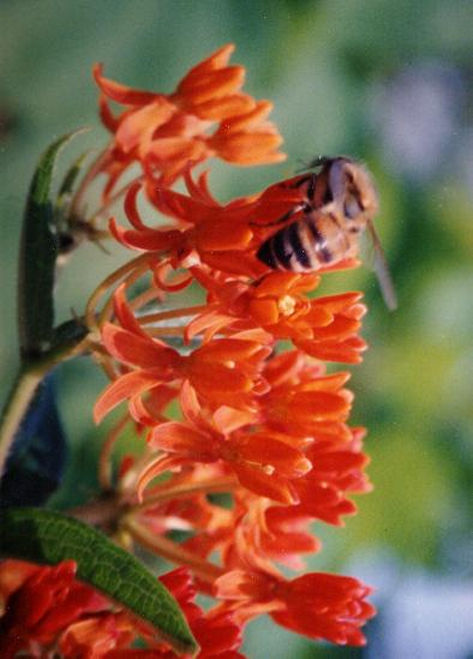 Flower & Bee .jpg (31k) Loading.....