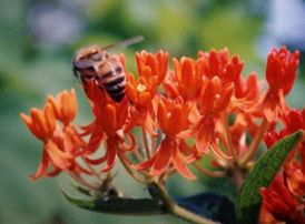 Flower and Bees.jpg
