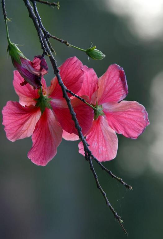 Hibiscus ..... (60k) Loading slowly now ....