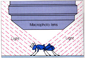 macroillus.jpg