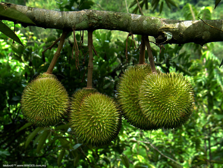 Tips Mengenali Durian Masak 1