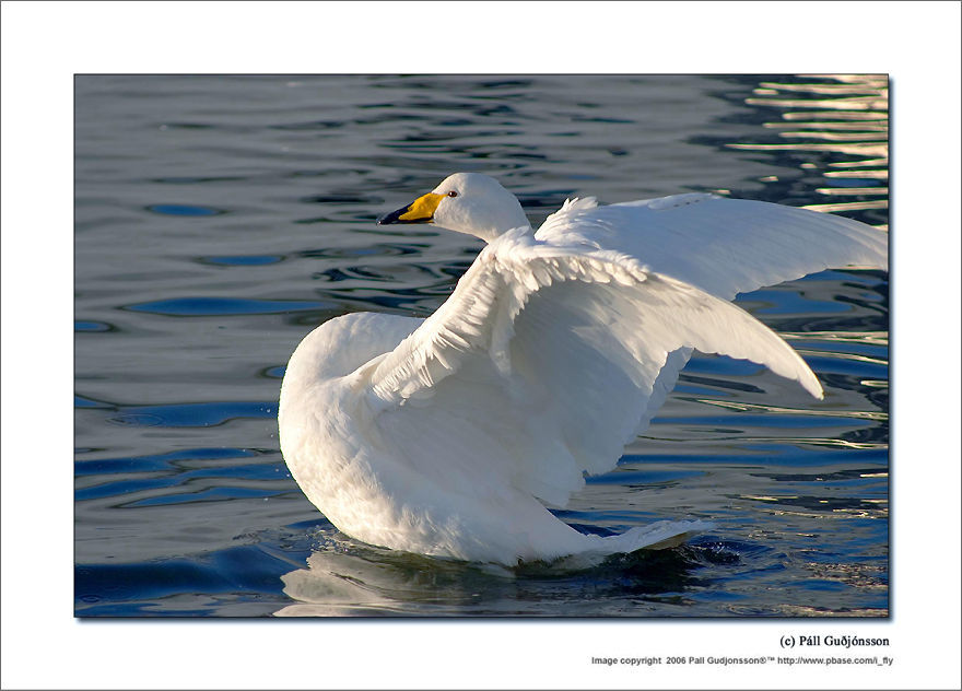 Pare-soleil ET-60 Pour Objectifs Canon - Protection Anti-reflets Pour EF 75-300mm, EF-S 55-250mm, EF 90-300mm
