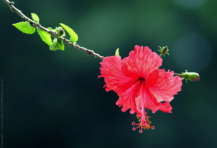 Malaysian Hibiscus Series .jpg