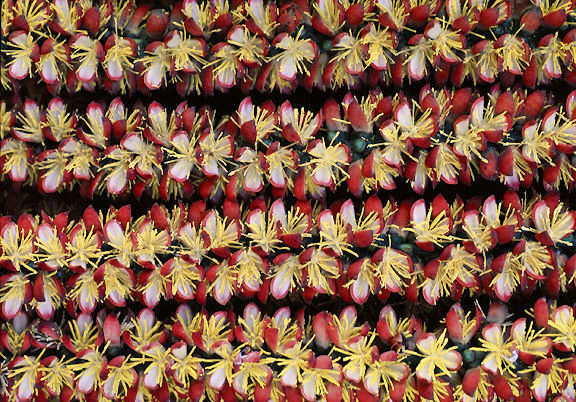 Full Blossom.jpg (130k) Loading....