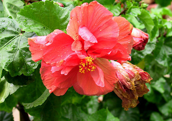 hibiscus-orangemdm.jpg