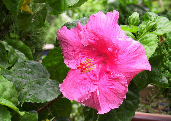 hibiscus-pinkmdm.jpg