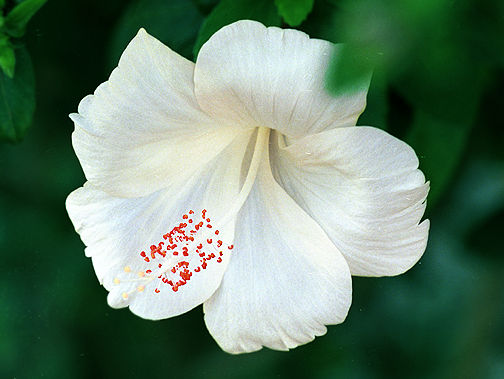 hibiscuswhite.jpg