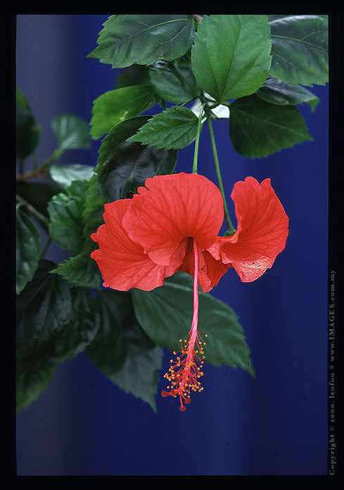 Malaysian Hibiscus Series .jpg