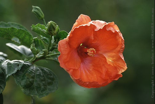 ../hibiscus4a.jpg