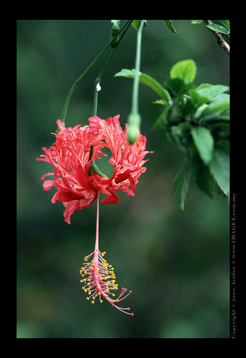 Malaysian Hibiscus Series .jpg