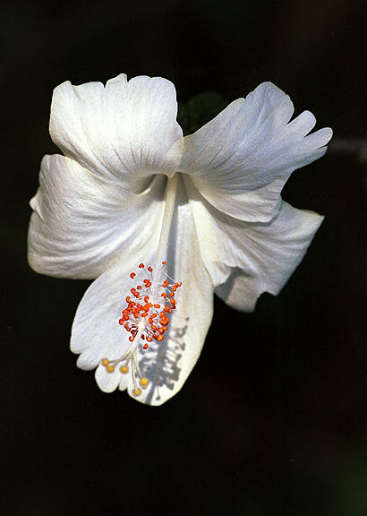 Malaysian Hibiscus Series .jpg