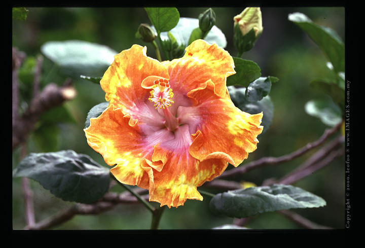 Malaysian Hibiscus Series .jpg