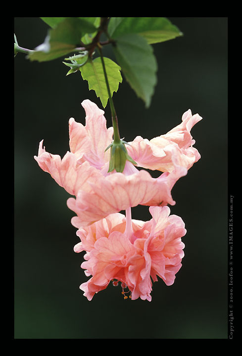 Malaysian Hibiscus Series .jpg
