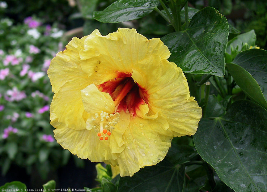 Malaysian Hibiscus Series .jpg