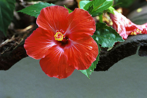 Malaysian Hibiscus Series .jpg